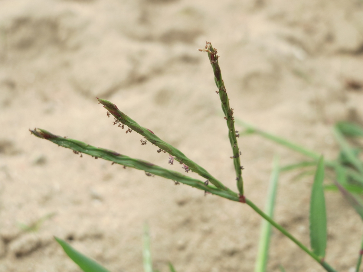 large crabgrass flower