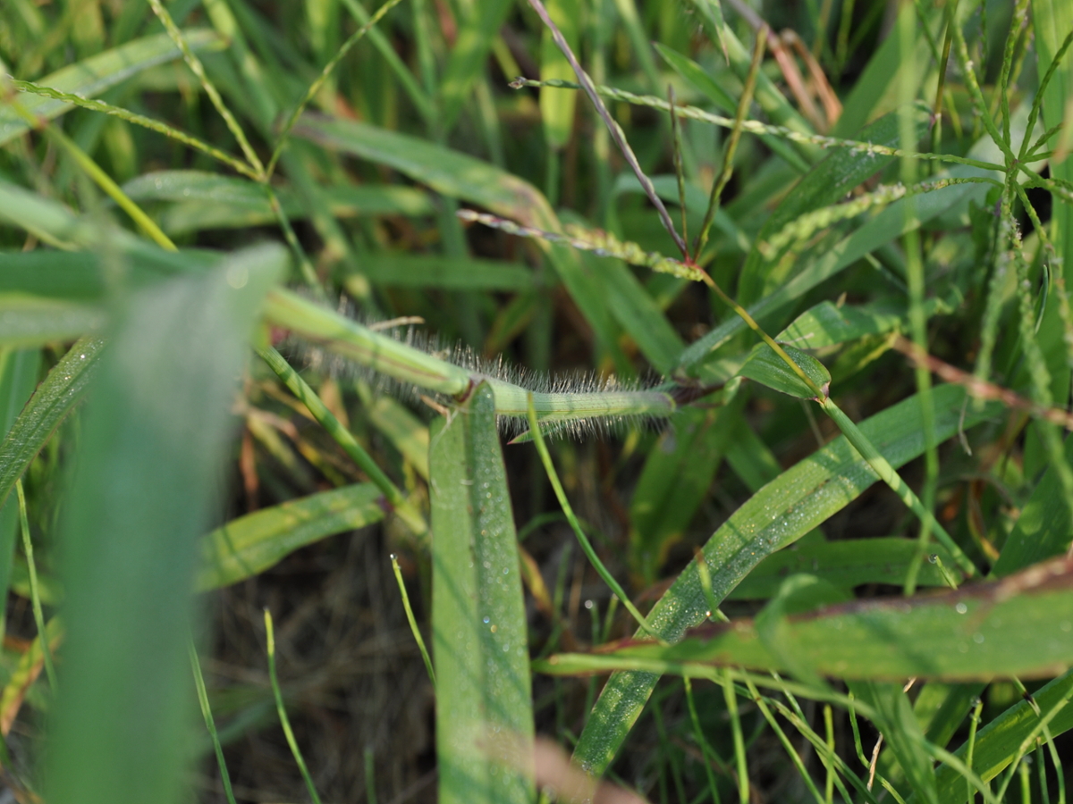 large crabgrass leaf