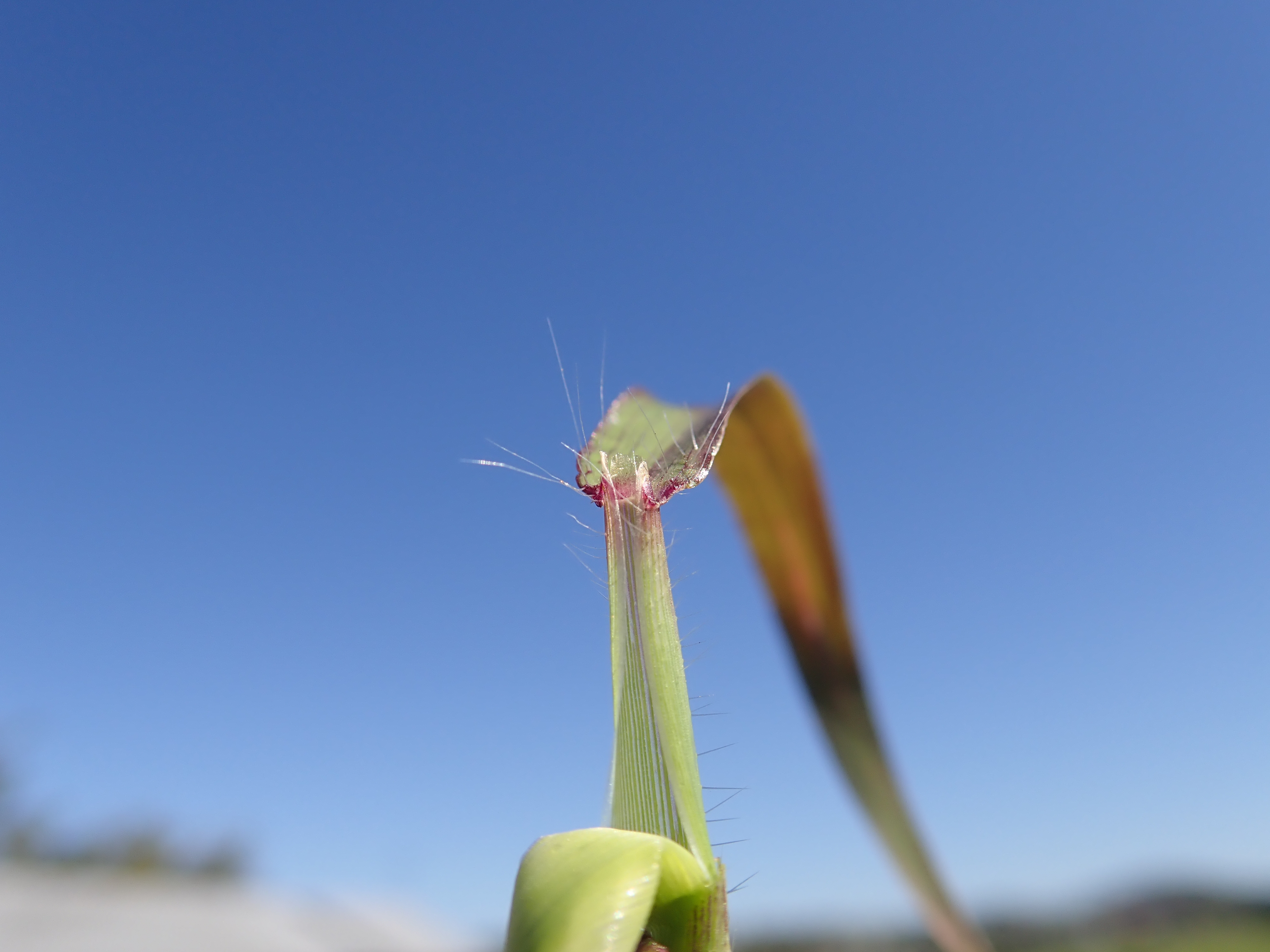 large crabgrass ligule