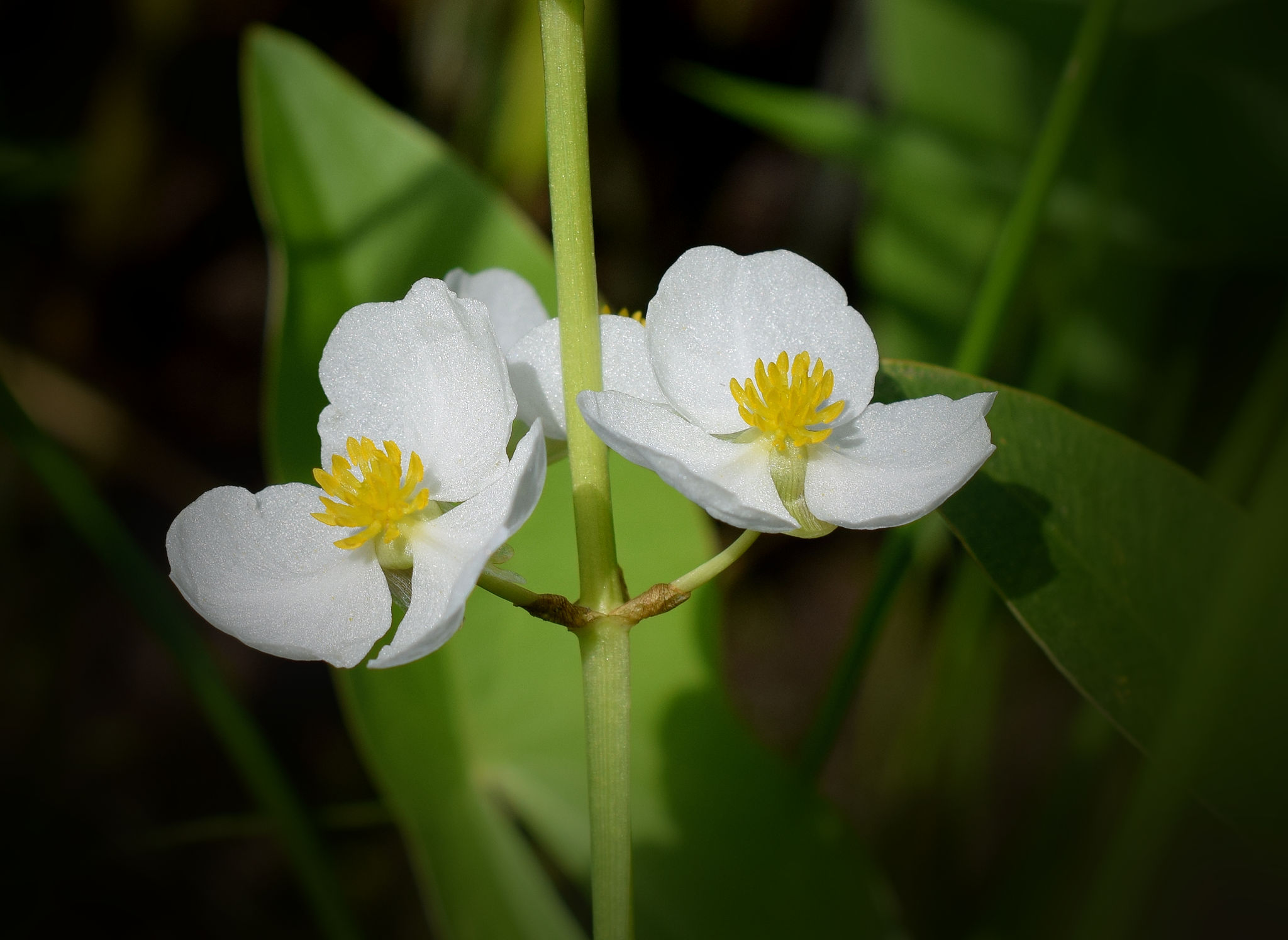 Common arrowhead flowers