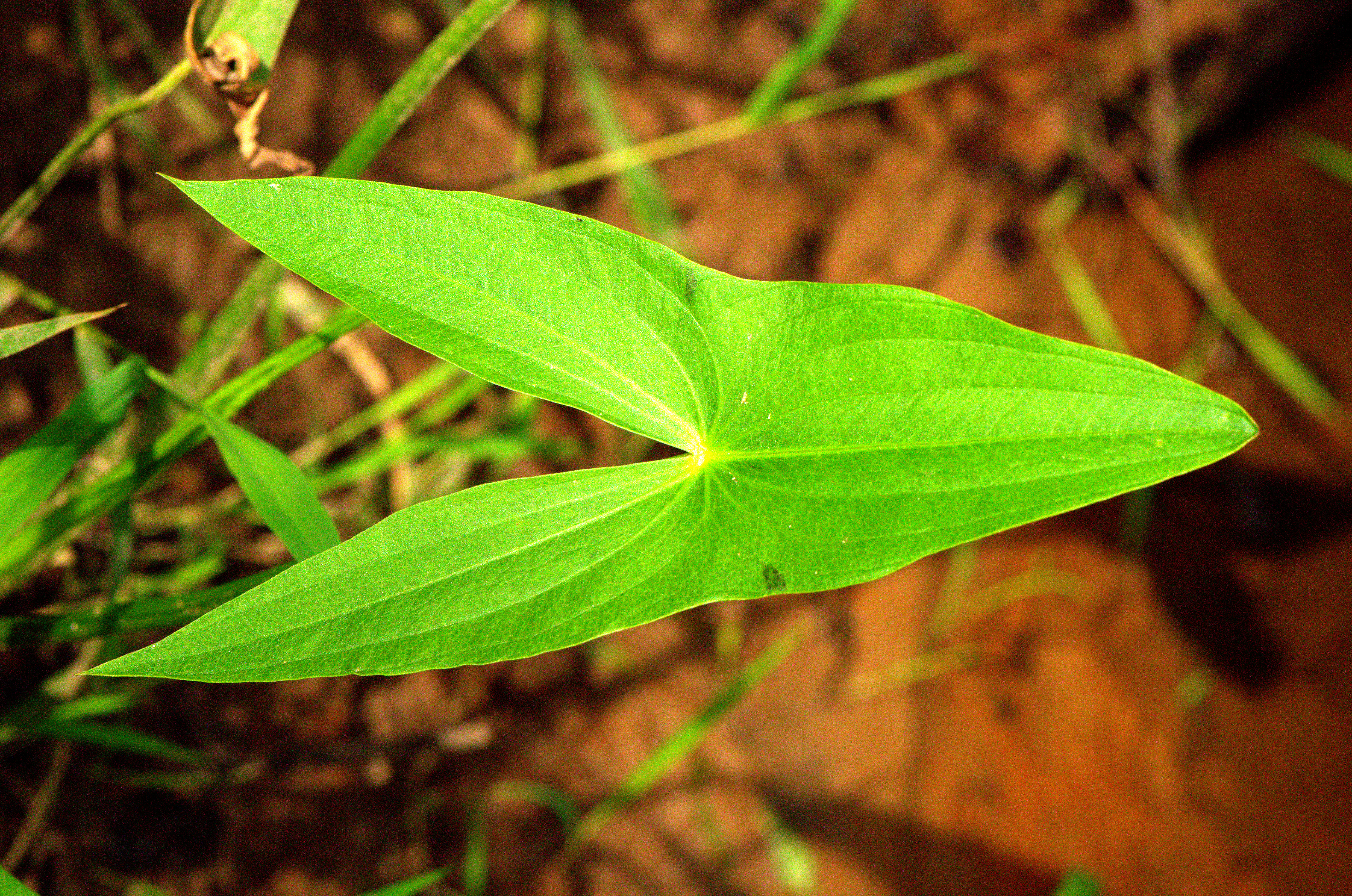 Common arrowhead leaf