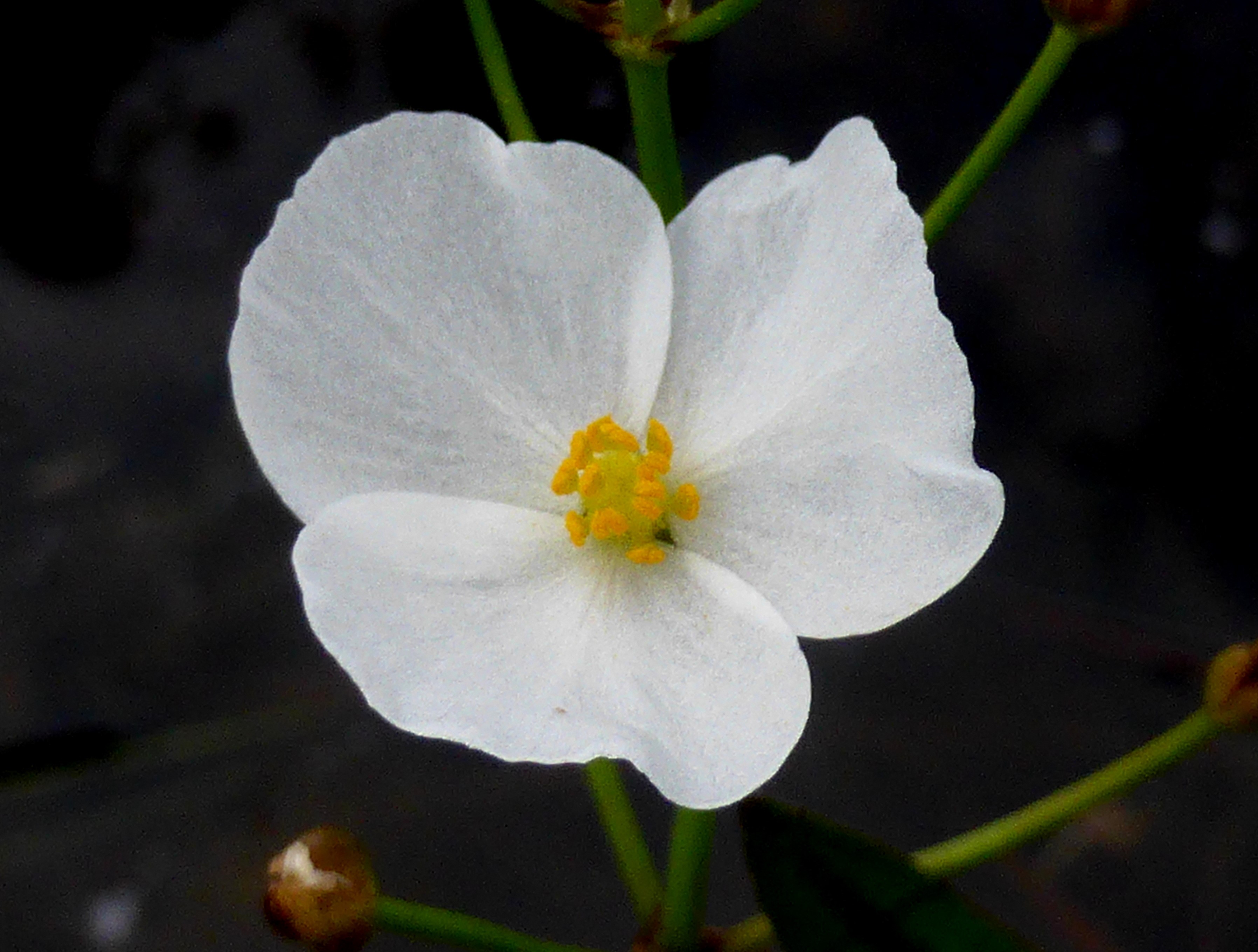 Grassy arrowhead flower