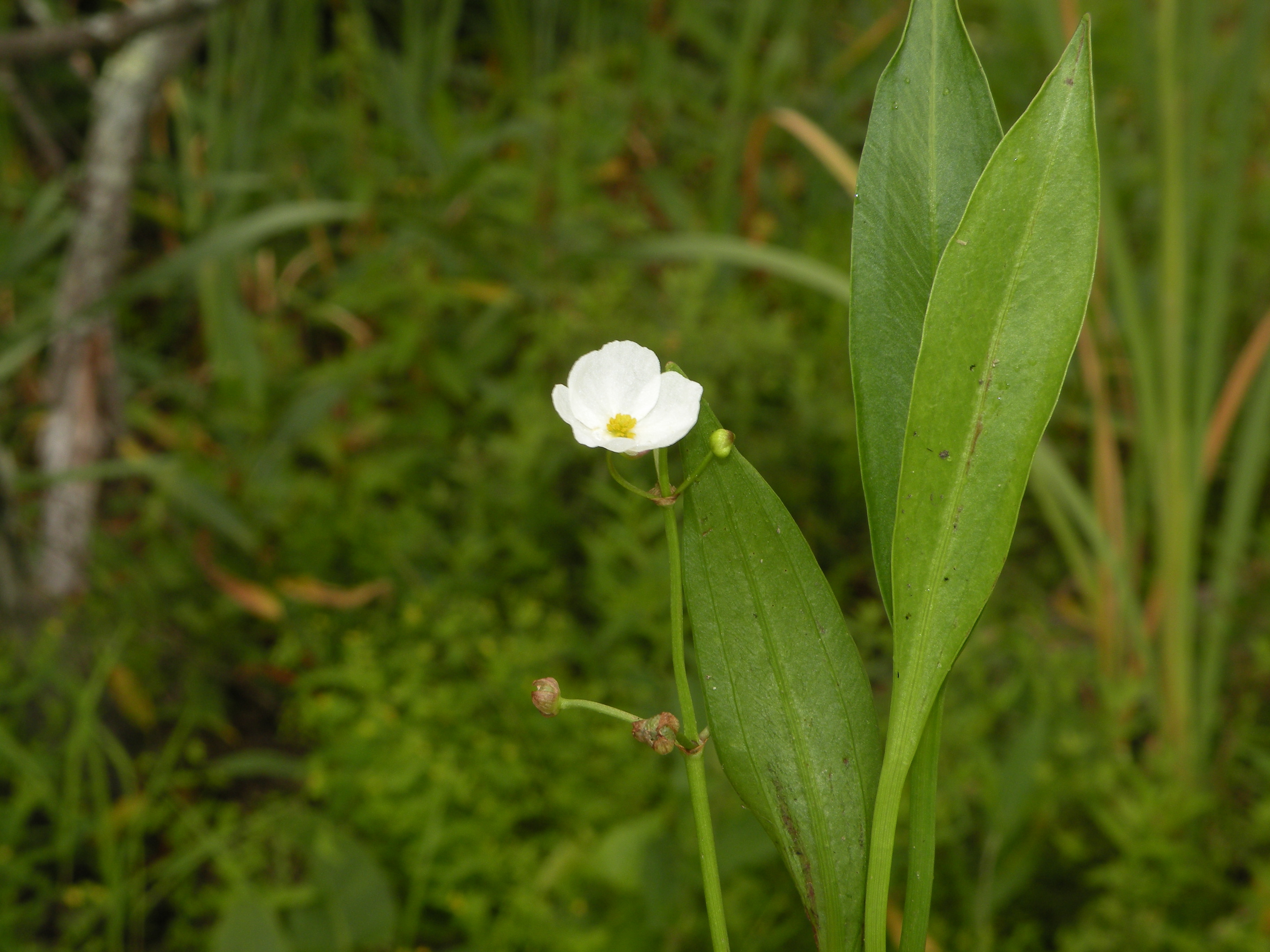 Grassy arrowhead leaves