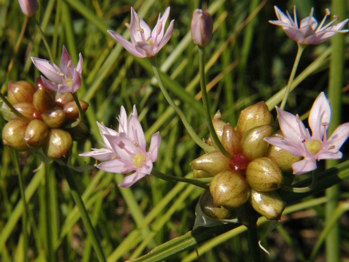 Wild Onion flowers bulbheads