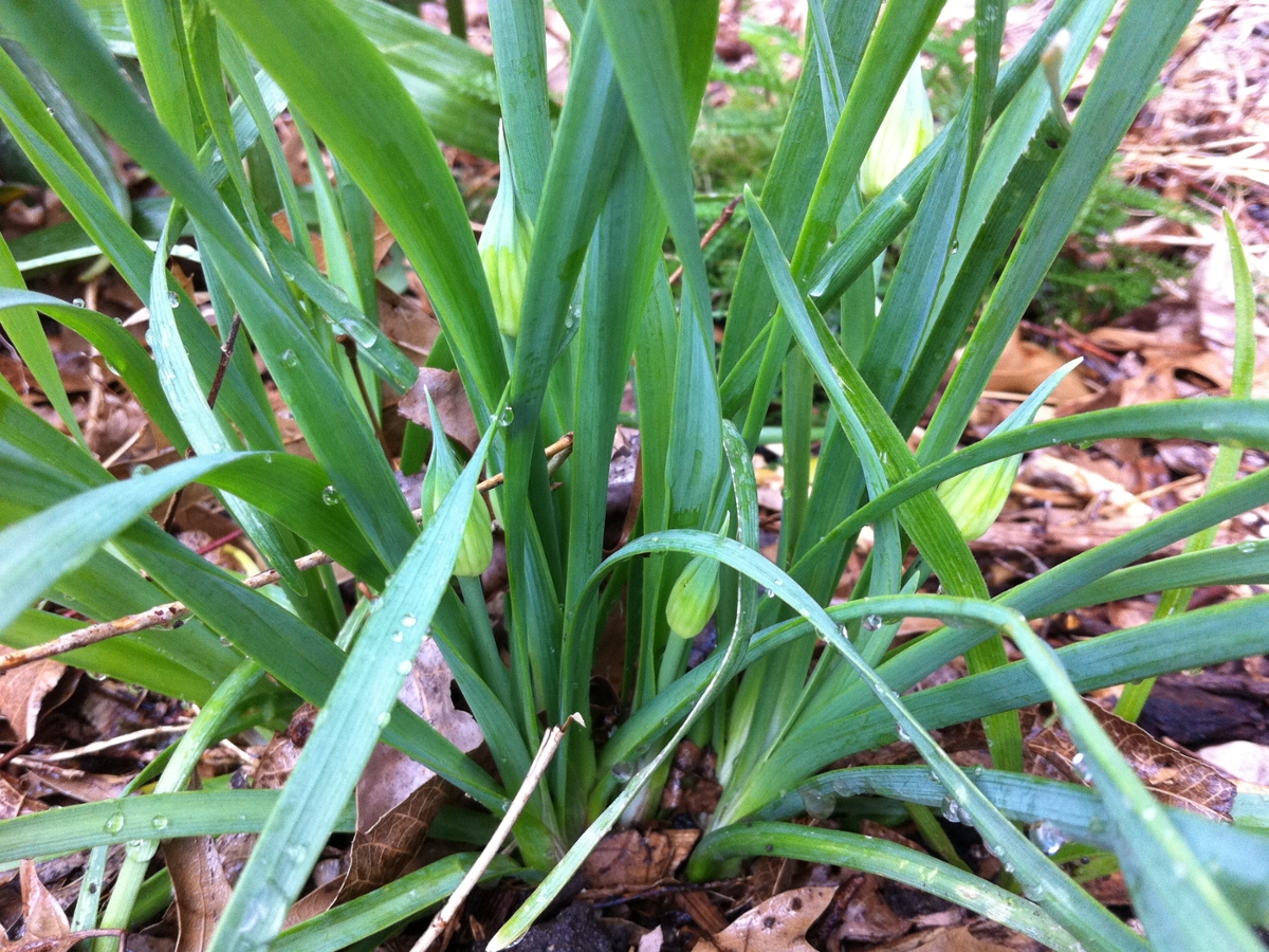 Wild onion leaves