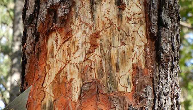 Souther pine beetle damage on tree bark