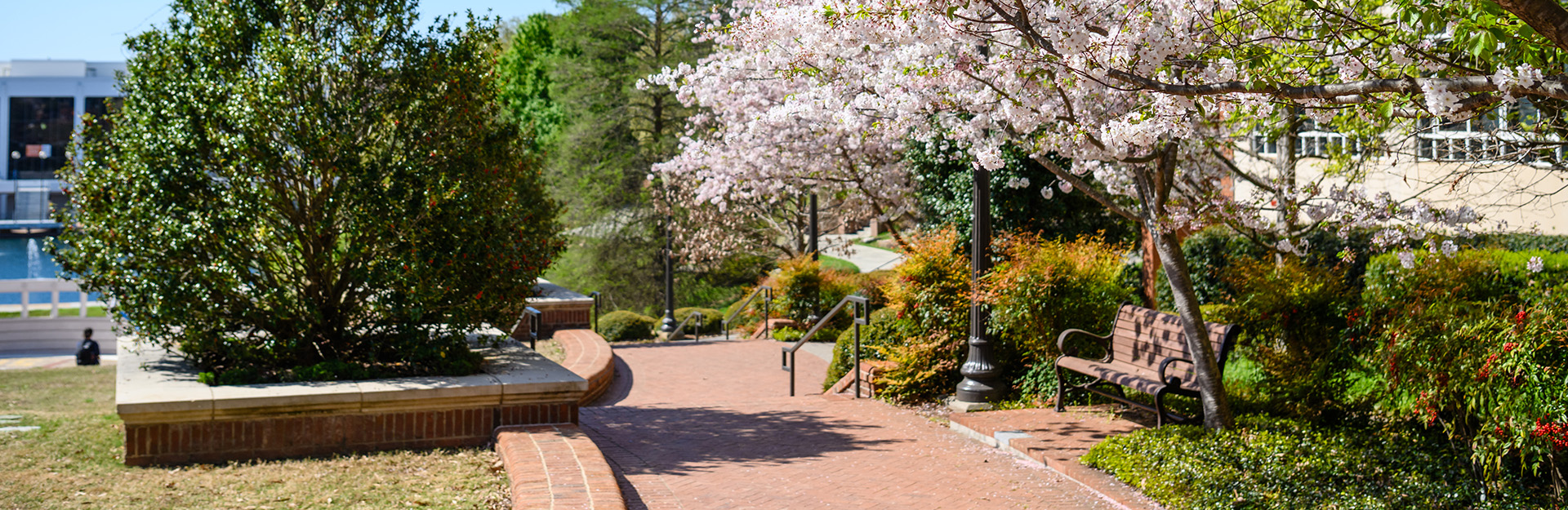 Pale pink blossoms bloom on a tree next to a bench looking over the Class of 1960 North Green