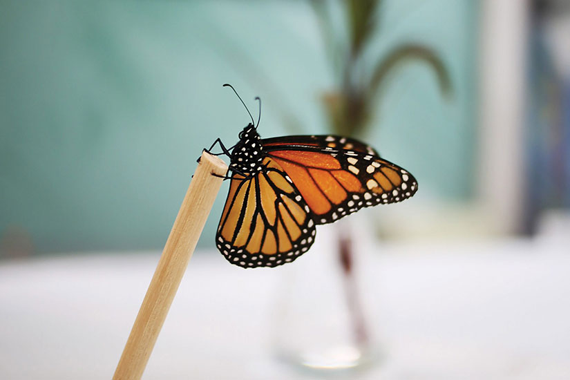 Butterfly proboscis creative inquiry project