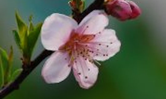 Breaking Bud: Environmental Control of Bloom Time in Peaches