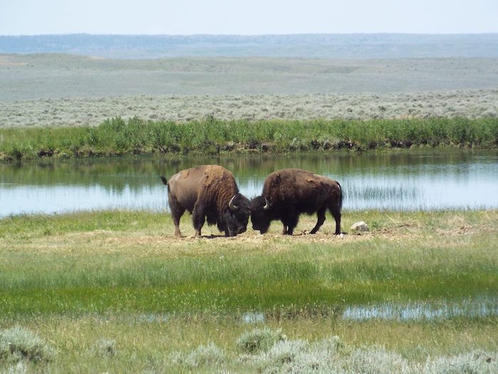 Two Bisons