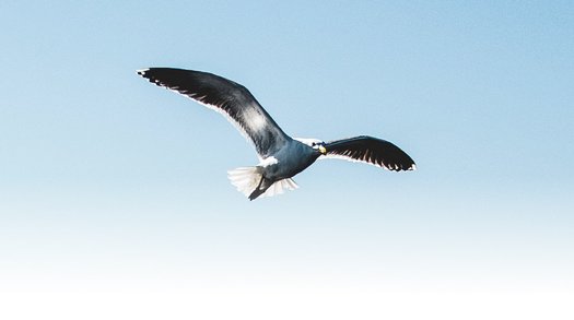 a seagull in mid-flight in a cloudless sky