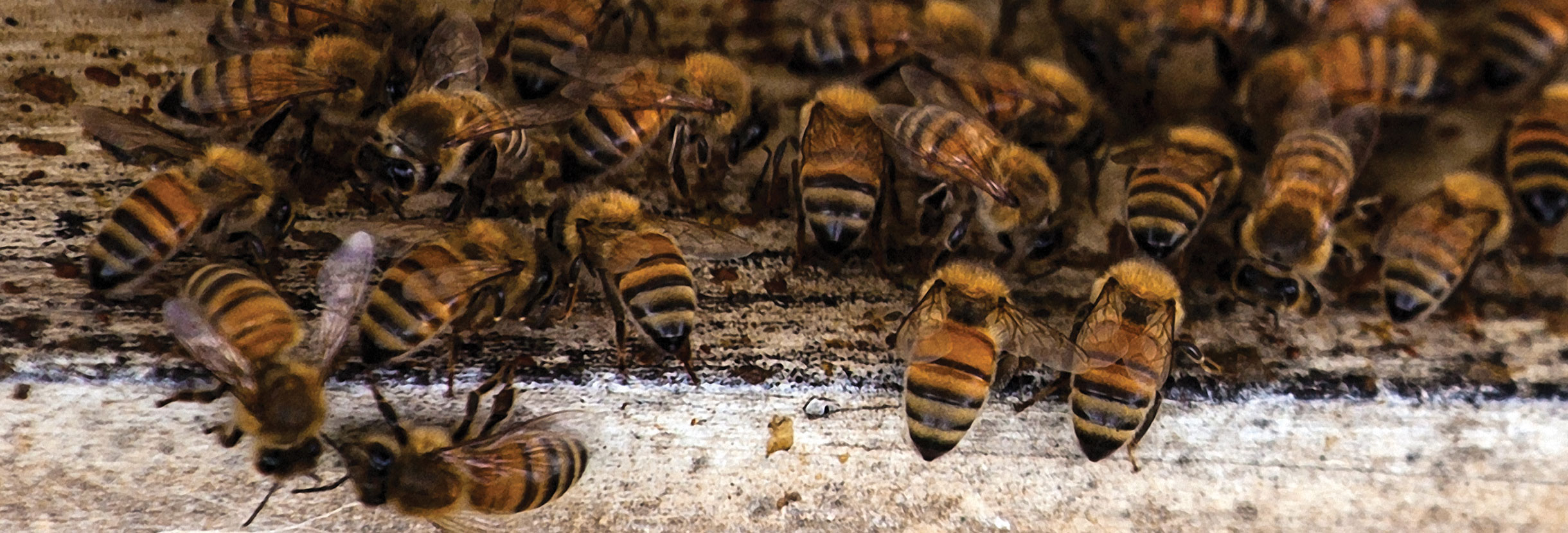 Nearly half of US honeybee colonies died last year. Beekeepers
