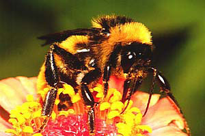I. Introduction to Bumblebees and Pollination