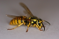 Yellowjacket  NC State Extension