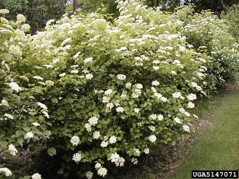 arrowwoodviburnum.jpg