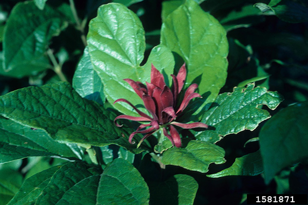 Sweetshrub (Calycanthus floridus)