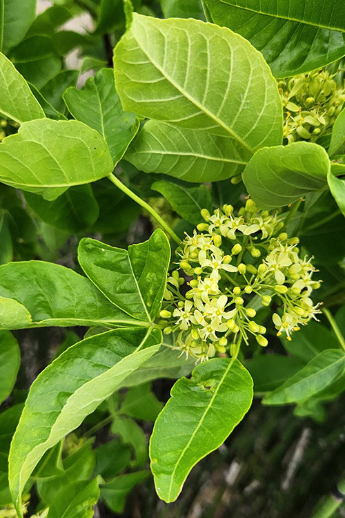 Hoptree, Ptelia trifoliata