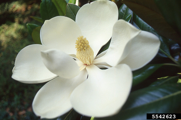 Southern Magnolia (Magnolia grandiflora)