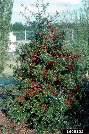 Holly, Yaupon (Ilex vomitoria)