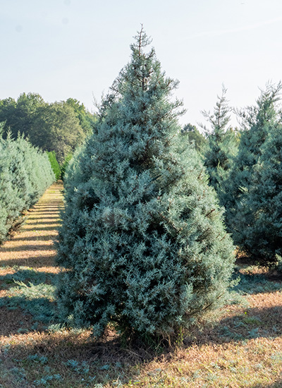 Blue Ice Cypress