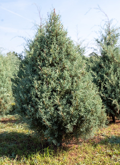 Carolina Sapphire Cypress