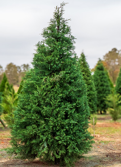 Clemson Greenspire Cypress