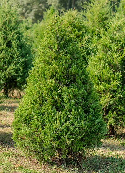 Eastern Redcedar