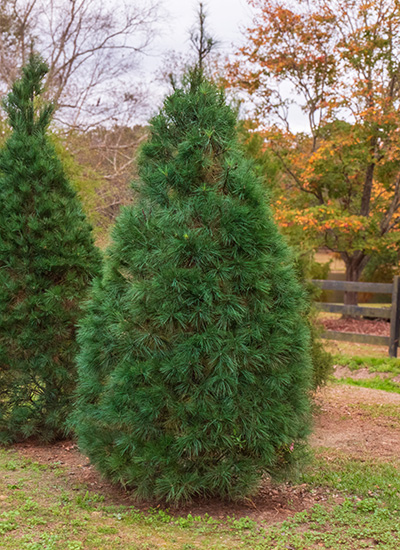 Eastern White Pine