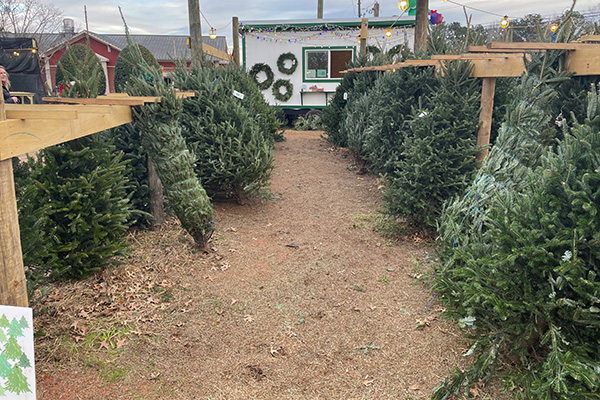 Fraiser Fir at a retail lot