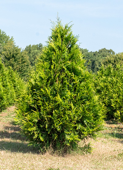 Green Giant Arborvitae