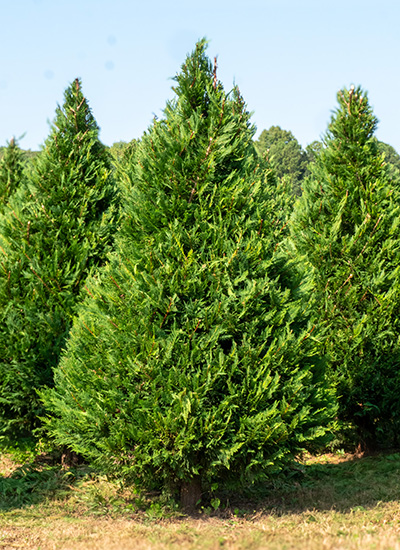 Leyland Cypress