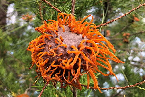 cedar-apple rust