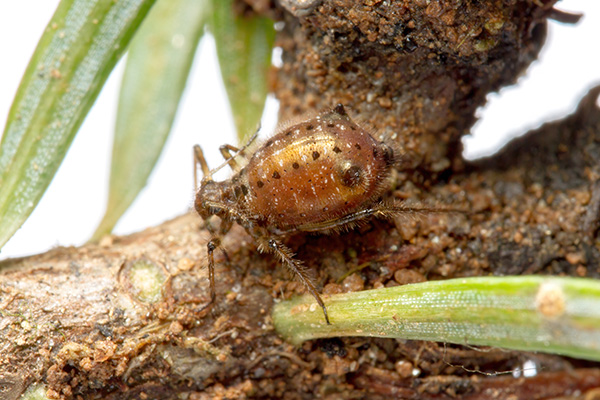 Cinara aphids