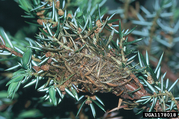 juniper webworm