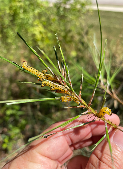 Pine sawflies