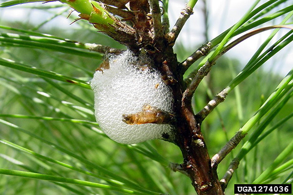 Pine spittlebugs