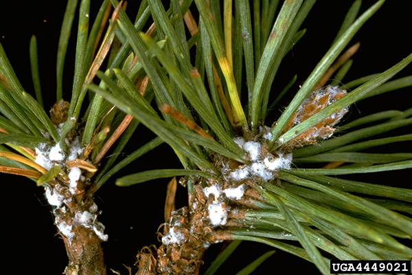 pine bark adelgid