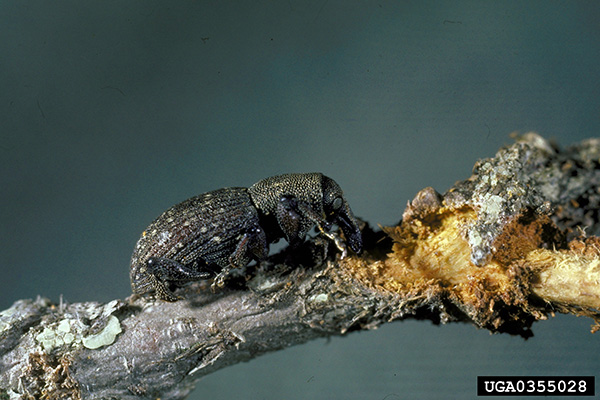 Adult regeneration weevils