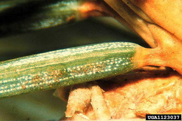 eriophyid rust mites