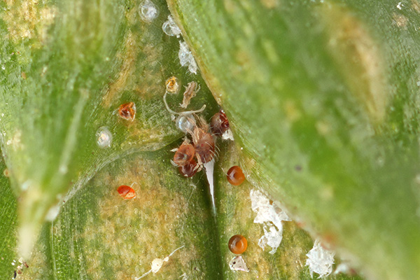 spruce spider mites