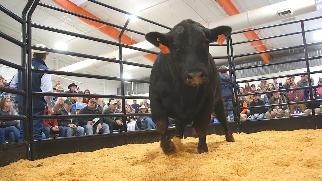 bull-test-auction.jpg