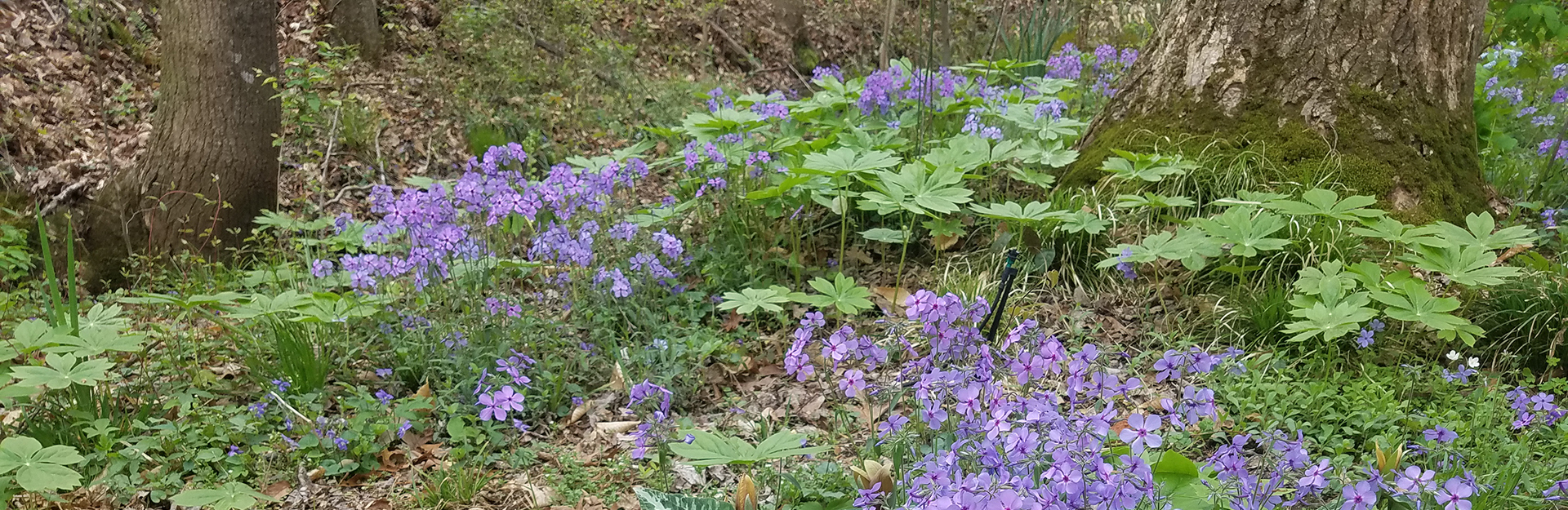 South Carolina native piedmont woodland plants