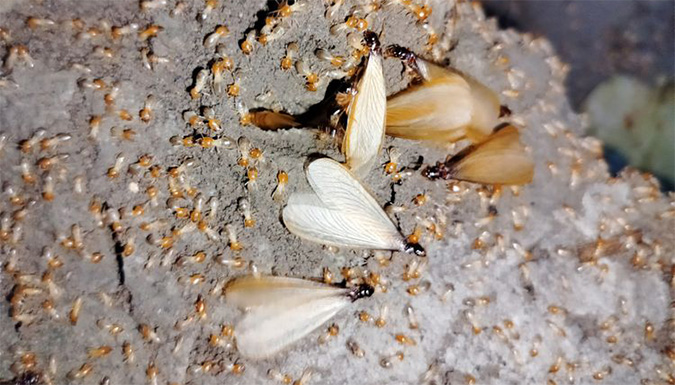 termites