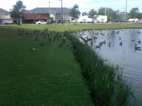 waterfowl at Futrell Park