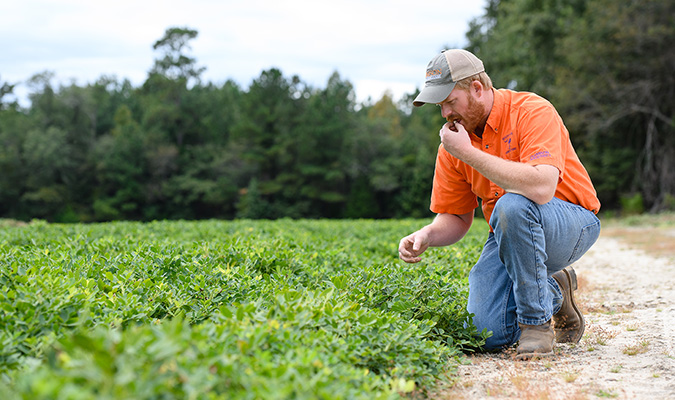 A man kneels to taste a crop in a field of plants.