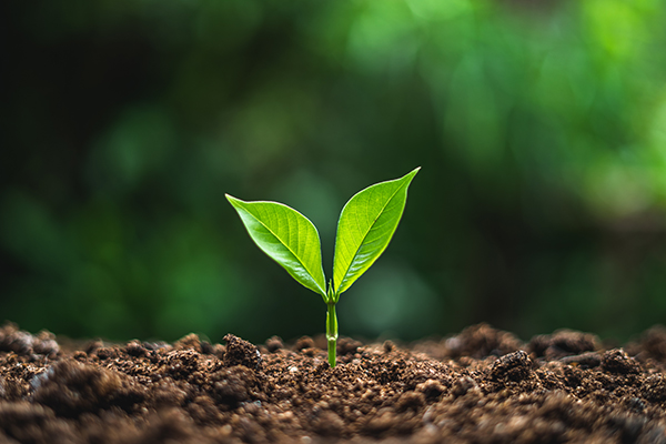 Small planted tree growing in dirt