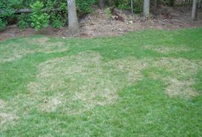 Brown Patch of Turfgrasses | Public | Clemson University, South Carolina