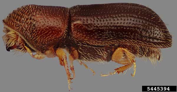 Walnut Twig Beetle Thousand Cankers Disease Public Clemson - walnut twig beetle is a tiny bark beetle that carries a deadly fungus