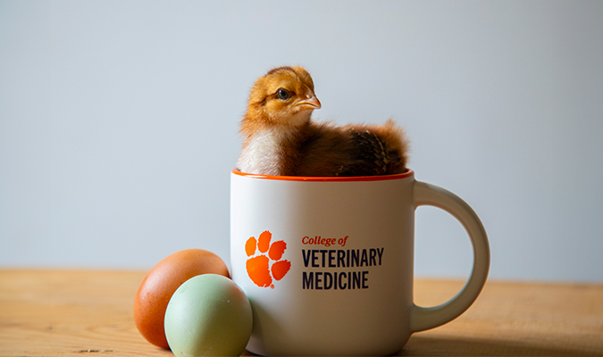 A College of Veterinary Medicine branded mug and two eggs sitting on a rustic wooden table with a chick sitting inside.