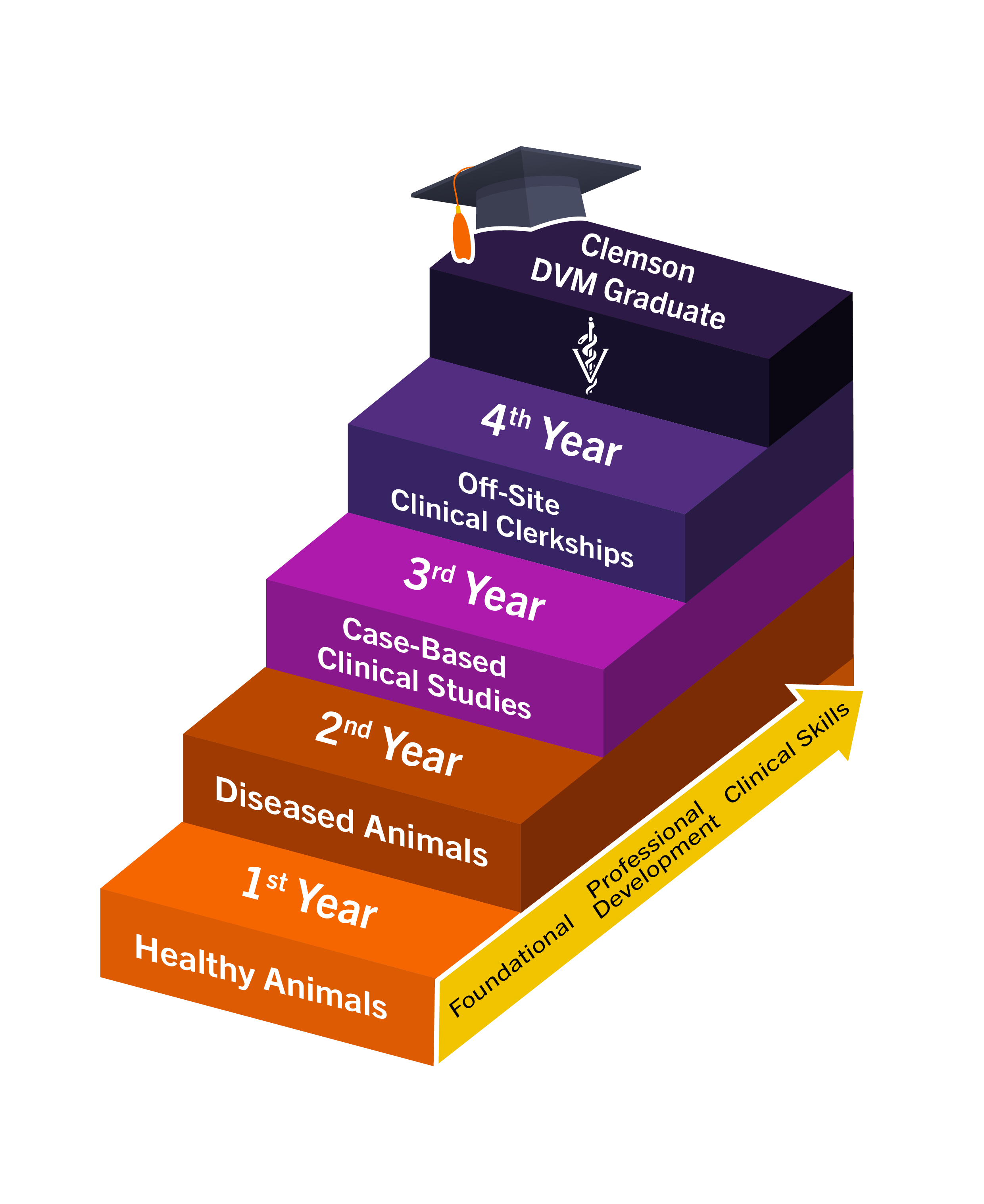 College of Veterinary Medicine curriculum stair graphic.